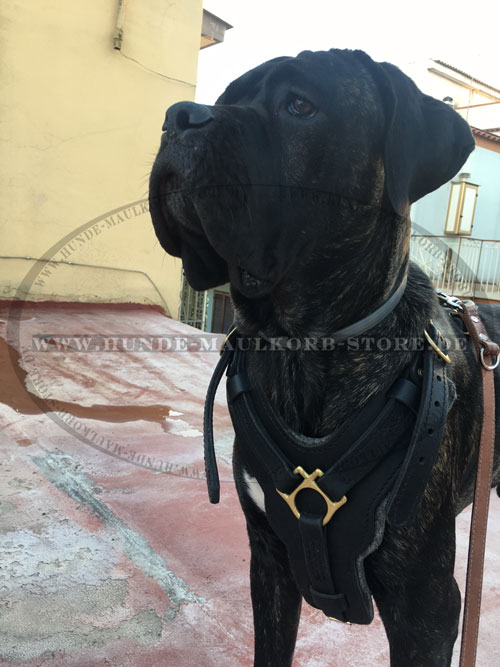 Echtleder Hundegeschirr für Cane Corso